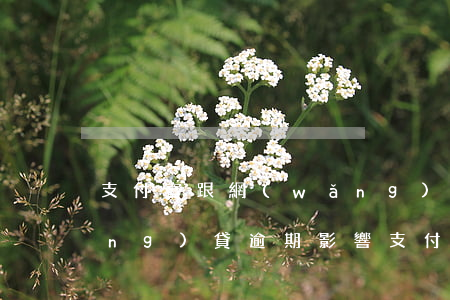 支付寶跟網(wǎng)貸逾期了(網(wǎng)貸逾期影響支付寶)