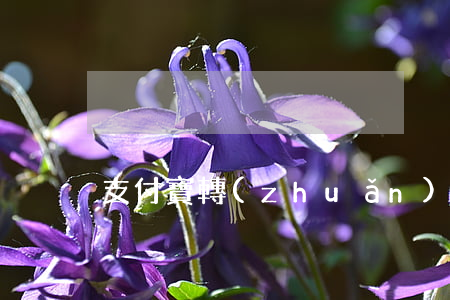 支付寶轉(zhuǎn)賬多少起訴