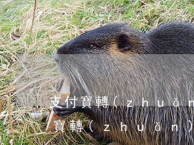 支付寶轉(zhuǎn)賬能被起訴嗎(支付寶轉(zhuǎn)賬可以起訴法院的證據(jù)嗎)