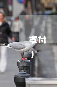 支付寶轉(zhuǎn)賬起訴時(shí)間