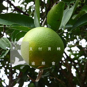 支付寶轉(zhuǎn)賬逾期被扣 支付寶逾期會(huì)從另外的支付寶號扣錢嗎