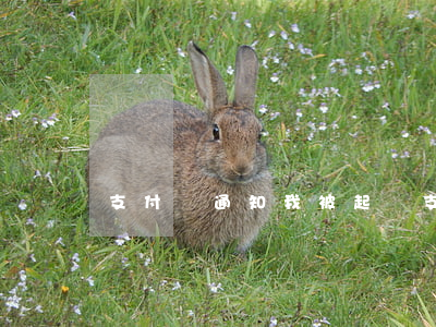 支付寶通知我被起訴 支付寶電話通知起訴我