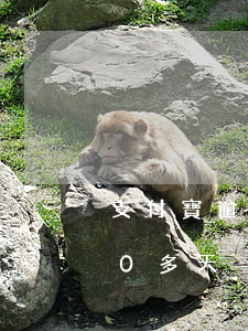 支付寶逾期1000兩年(支付寶逾期1000多天)
