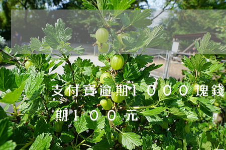支付寶逾期1000塊錢說立案-支付寶逾期100元