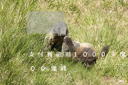 支付寶逾期1000多塊錢（支付寶逾期2500塊錢）