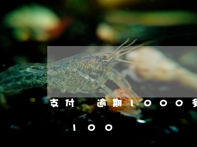 支付寶逾期1000多天（支付寶逾期了每天還100）