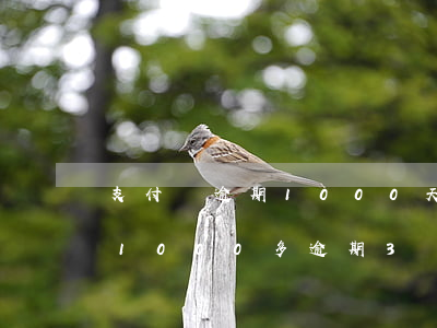 支付寶逾期1000天會起訴嗎-支付寶欠1000多逾期3個月會被起訴嗎