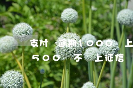 支付寶逾期1000會上征信嗎(支付寶逾期500會不會上征信)