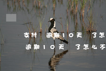 支付寶逾期10天還了怎么不能用-支付寶逾期10天還了怎么不能用了