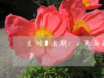 支付寶逾期12天后果(支付寶逾期12天后果)