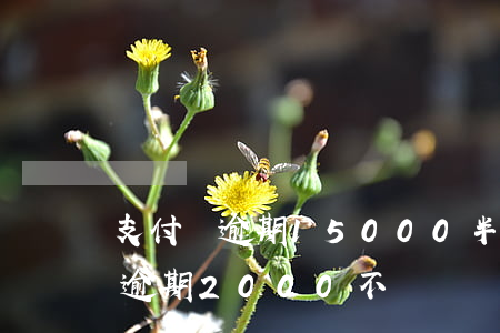 支付寶逾期15000半年多了咋辦（支付寶逾期2000不還）