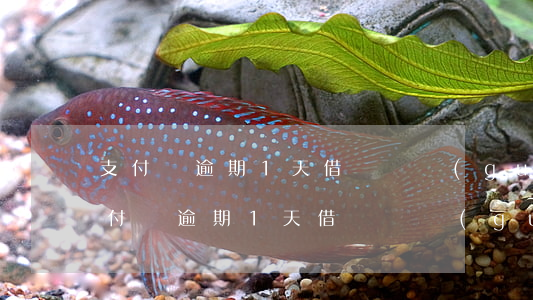 支付寶逾期1天借唄沒關(guān)-支付寶逾期1天借唄沒關(guān)閉