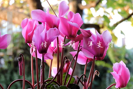 支付寶逾期1年（支付寶逾期一年以上）