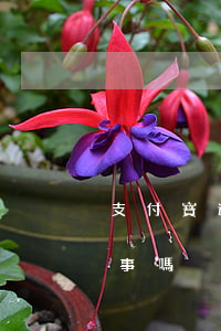 支付寶逾期20天可以嗎(支付寶逾期兩天有事嗎)