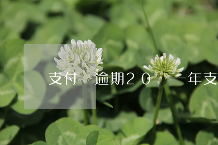 支付寶逾期20萬一年(支付寶逾期二十萬)