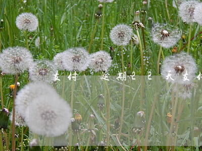支付寶逾期22天(支付寶逾期22天)