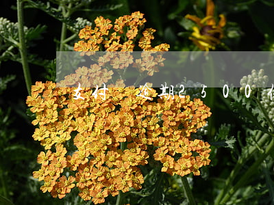 支付寶逾期2500催款