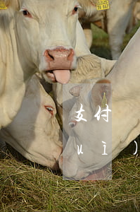 支付寶逾期2天已還 支付寶逾期2天會(huì)怎么樣
