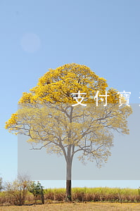 支付寶逾期2萬(支付寶逾期2萬多一月罰息)