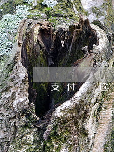 支付寶逾期2萬被起訴會坐牢嗎(我支付寶欠款兩萬多會不會被起訴坐牢)