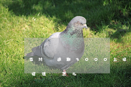 支付寶逾期3000上征信嗎(支付寶逾期上征信會怎么樣)