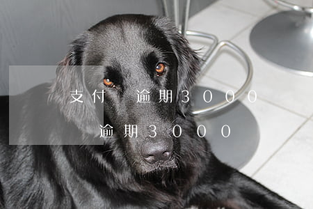 支付寶逾期3000塊錢,說要報案上門（支付寶逾期3000塊）