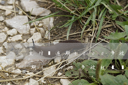 支付寶逾期3000多被起訴嗎-支付寶逾期3000多被起訴嗎怎么辦