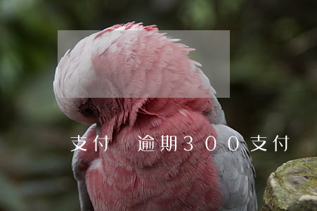 支付寶逾期300(支付寶逾期300塊錢)
