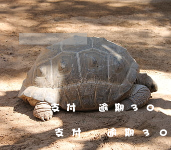 支付寶逾期30萬多久會(huì)被起訴(支付寶逾期30天能起訴嗎)