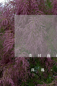 支付寶逾期32條記錄能去當(dāng)兵嗎-支付寶逾期可以當(dāng)兵嗎