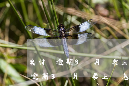 支付寶逾期3個月說要上門怎么辦-支付寶逾期3個月說要上門怎么辦呢