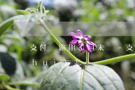 支付寶逾期3月未還-支付寶逾期三月會(huì)怎樣