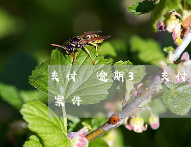 支付寶逾期3萬(支付寶逾期3萬多,要走刑事案件)