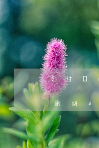 支付寶逾期4000一年后還多少-支付寶逾期4000一年后還多少錢
