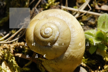 支付寶逾期4個月后果-支付寶逾期5天什么后果
