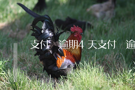 支付寶逾期4天 支付寶逾期4天如何處理