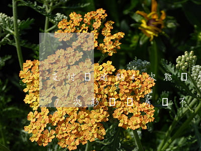 支付寶逾期4次能辦房貸嗎(支付寶借貸逾期7次,影響辦房貸不)