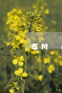 支付寶逾期51天上訴嗎