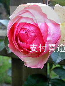 支付寶逾期53天(支付寶逾期六天)