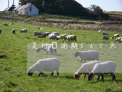 支付寶逾期560天