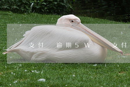 支付寶逾期5W沒還 支付寶欠五萬逾期兩年