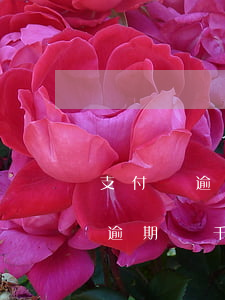 支付寶逾期5千會(huì)立案嗎(支付寶逾期幾千)