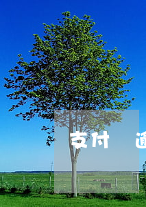 支付寶逾期5天的后果(支付寶逾期幾天沒事)
