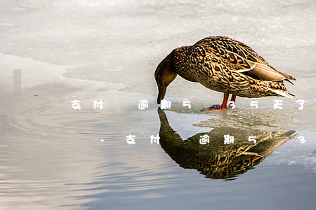 支付寶逾期5萬35天了會(huì)上門嗎-支付寶逾期5萬35天了會(huì)上門嗎怎么辦