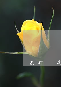 支付寶逾期600元 支付寶逾期7000