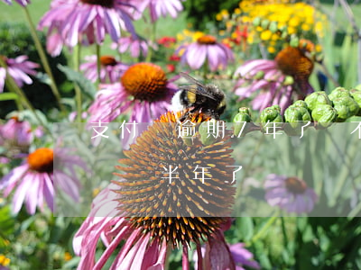 支付寶逾期7年了還不講情面(支付寶逾期十幾萬半年了)