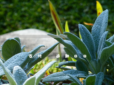 支付寶逾期88塊