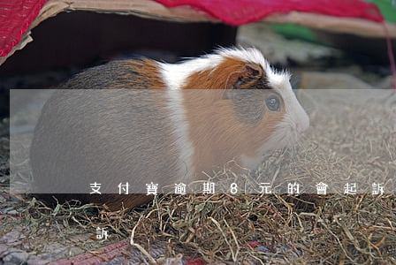 支付寶逾期8元的會起訴(支付寶逾期八萬起訴)