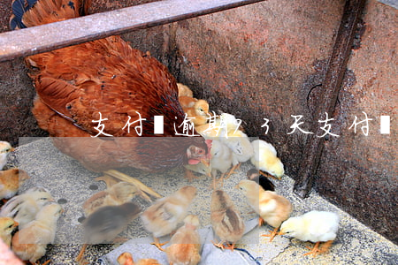 支付寶逾期93天(支付寶逾期48天說起訴) 支付寶逾期93天(支付寶逾期48天說起訴)
