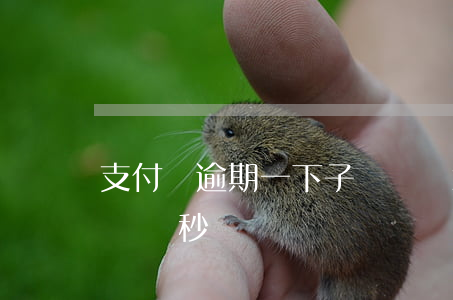 支付寶逾期一下子沒錢還怎么辦（支付寶逾期進錢秒沒）